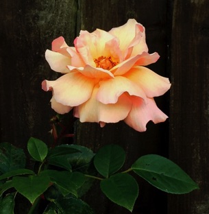 A rose in my garden